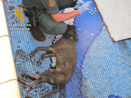 El Perro fue hallado muerto en Vegas del Genil (OPC GUARDIA CIVIL)