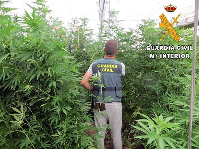 Un Guardia Civil en la plantación de Marihuana (GUARDIA CIVIL)