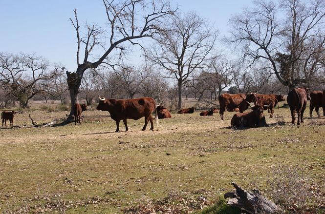 toros