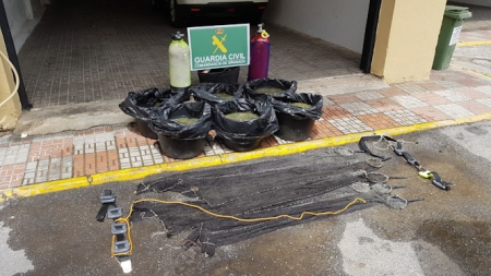 Anémonas de mar intervenidas en Almuñécar (GUARDIA CIVIL)