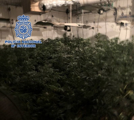 Plantación de marihuana (POLICÍA NACIONAL) 