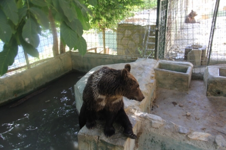Oso de Peña Escrita (AYTO. ALMUÑÉCAR) 