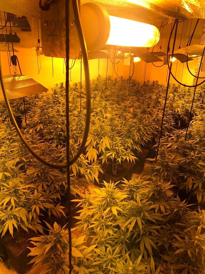 Plantación de marihuana incautada en La Zubia (AYTO. LA ZUBIA)