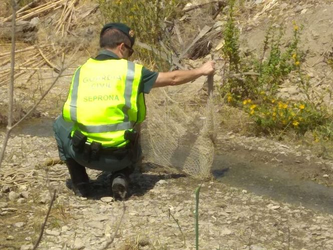 Interceptan a tres hombres capturando jilgueros en Almuñécar (GUARDIA CIVIL) 