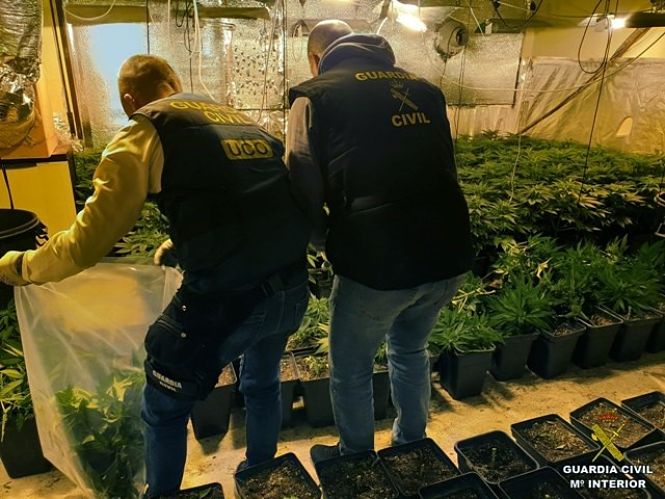 Intervención de marihuana en la operación `Knight II` (GUARDIA CIVIL) 