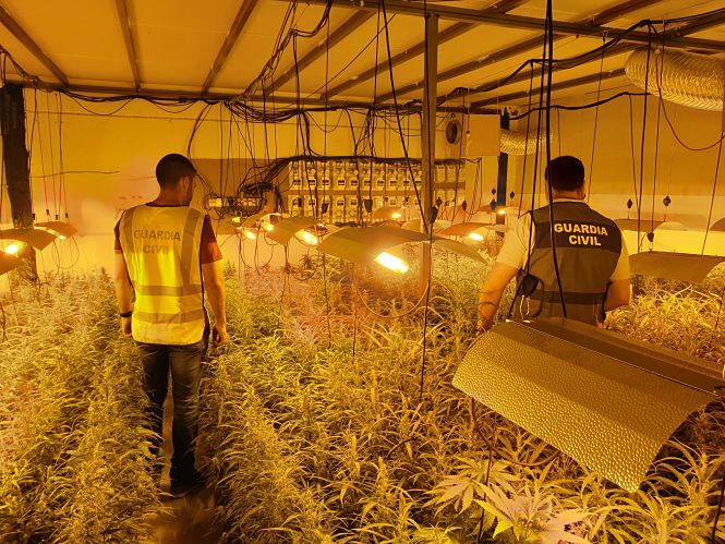 Plantación de marihuana encontrada en Albolote (GUARDIA CIVIL)