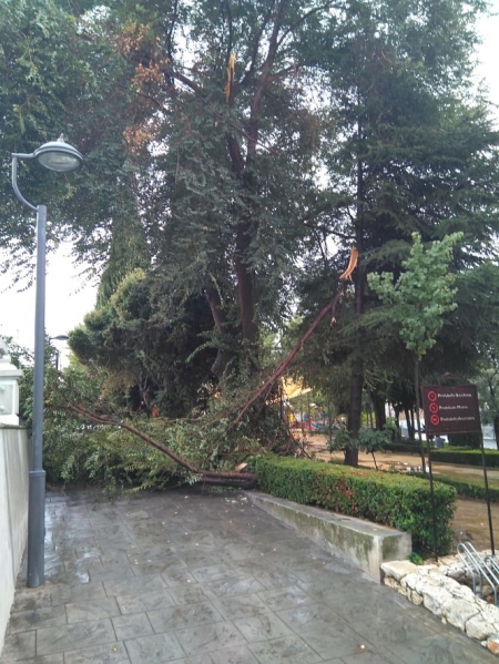 Un árbol caído en Alhendín (AYTO. ALHENDÍN) 