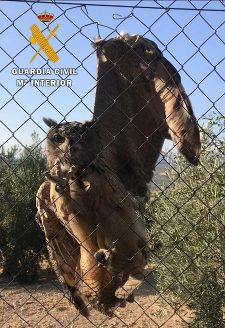 Buho evacuado al Centro de Recuperación de Especies Amenazadas de Pinos Genil` (GUARDIA CICIL)