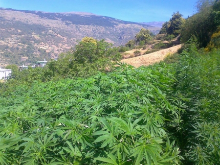 Cultivo de cáñamo en Bubión (MDAD. ALPUJARRA) 