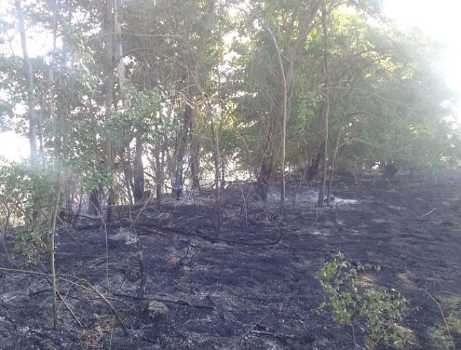 Zona afectada por el incendio forestal (JUNTA)