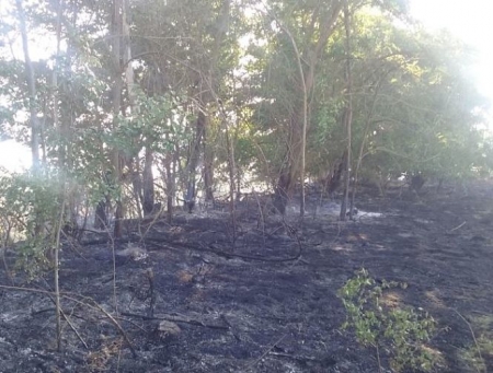 Zona afectada por el incendio forestal (JUNTA)