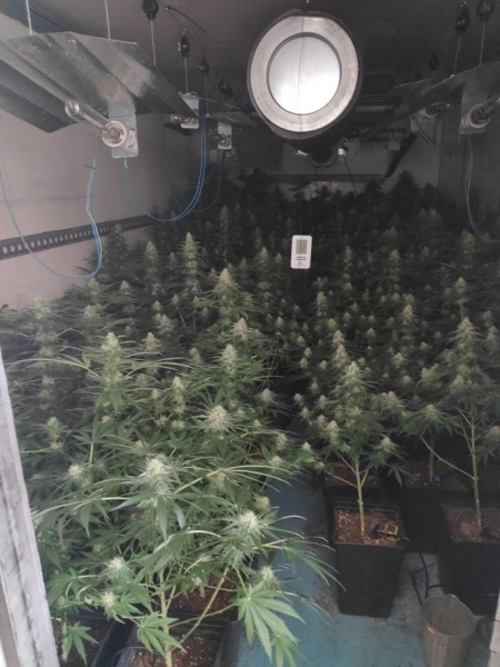 Plantación de marihuana (POLICIA LOCAL DE GRANADA)