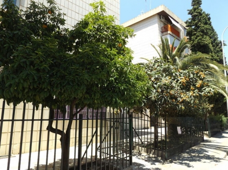 Los investigadores han realizado un listado de árboles frutales urbanos que existen en la ciudad de Granada (UGR)