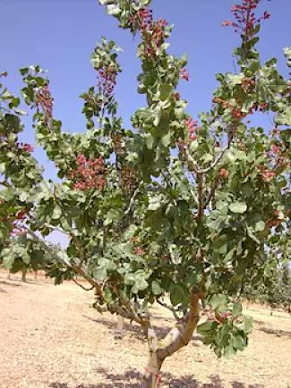 Pistacho 