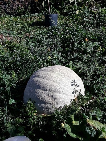 Una de las calabazas gigantes (MDAD. ALPUJARRA)