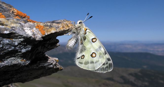 Mariposa