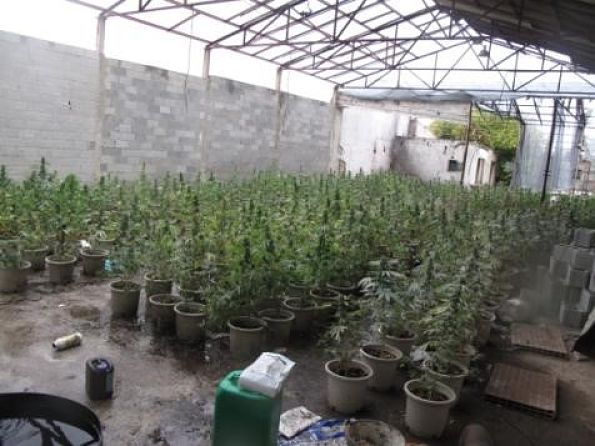 Plantas de marihuana descubiertas en Atarfe (GUARDIA CIVIL)