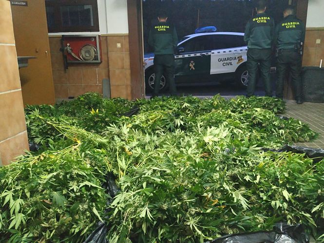 Plantas de matihuana incautadas (GUARDIA CIVIL)