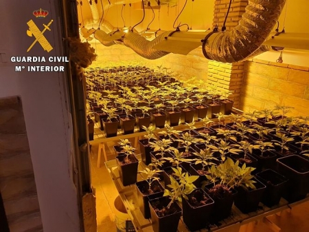 Plantación de marihuana en una de las casas intervenidas por la Guardia Civil (GUARDIA CIVIL) 