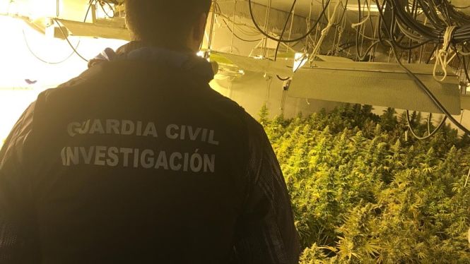 Plantación de Marihuana intervenida en Santa Fe (GUARDIA CIVIL)