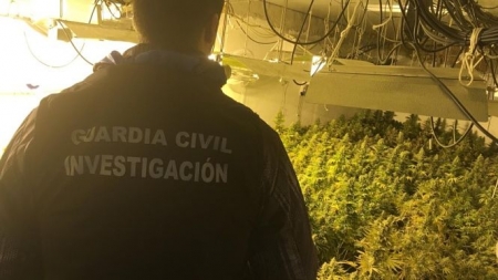 Plantación de Marihuana intervenida en Santa Fe (GUARDIA CIVIL)