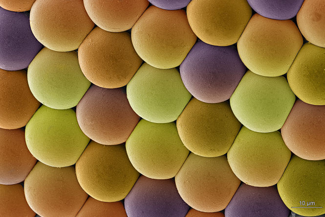 La fotografía realizada en la UGR y premiada en Fotciencia, que lleva como título `Candy` (UGR)