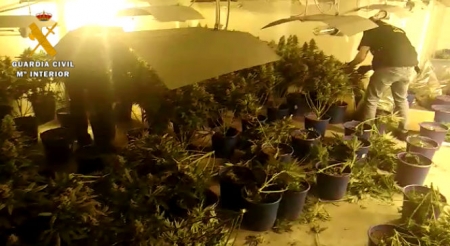Plantación de marihuana intervenida en Jun (GUARDIA CIVIL)