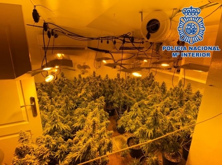 Plantación e marihuana incautada (POLICIA NACIONAL)