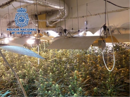Plantación de marihuana (POLICIA ANCIONAL)
