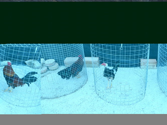 Gallos de pelea recuperados por la Guardia Civil (GUARDIA CIVIL) 