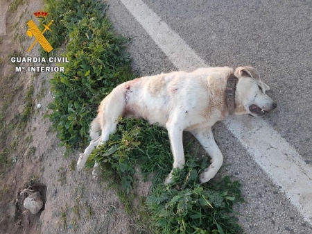 Perro abatido en Loja (GUARDIA CIVIL) 