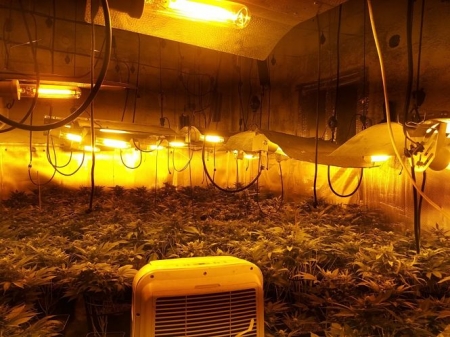 Plantación de marihuana desmantelada en Granada (POLICÍA LOCAL) 