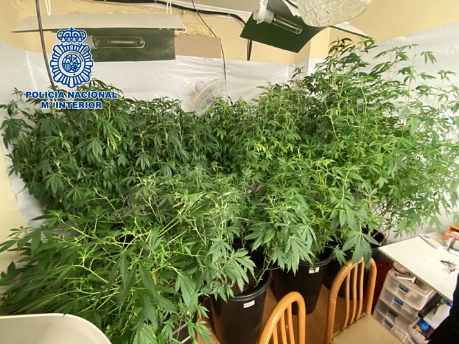 Plantación de marihuana incautada en Motril (POLICIA NACIONAL)