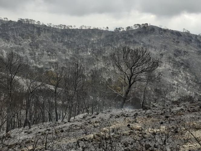 Zona afectada por el incendio (INFOCA) 