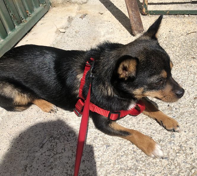Perro