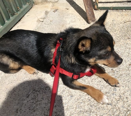 Perro Perro