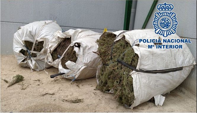 Plantas aromáticas recolectadas de manera ilegal (POLICÍA NACIONAL) 