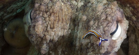 DIPUTACIÓN DE GRANADA 