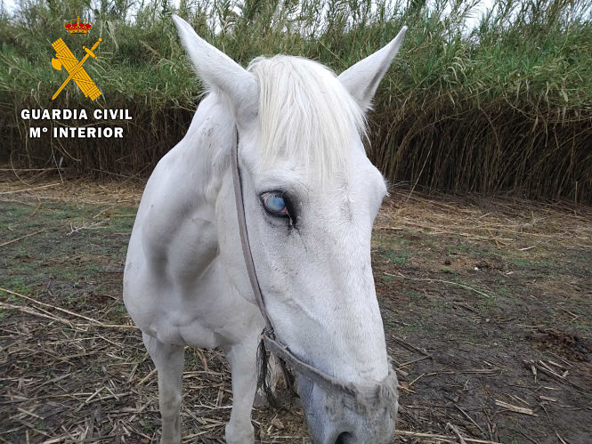 Imagen de la Yegua abandonada (GUARDIA CIVIL) 