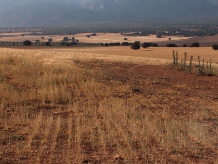 Explotación agraria (ASAJA GRANADA - ARCHIVO) Explotación agraria (ASAJA GRANADA - ARCHIVO)