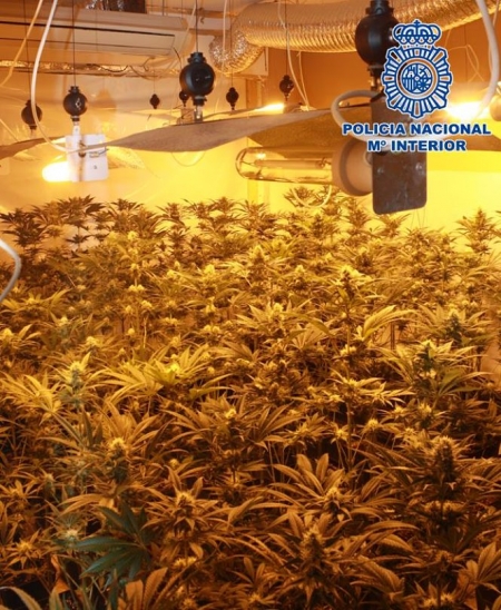 Plantación de Marihuana Indoor (POLICÍA NACIONAL) 
