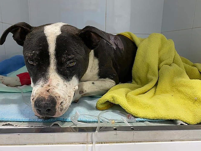 Uno de los perros abandonados (AYTO. BAZA) 