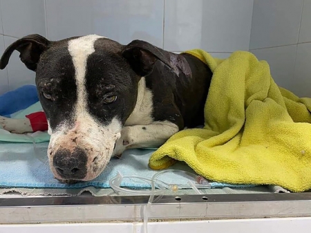 Uno de los perros abandonados (AYTO. BAZA) 