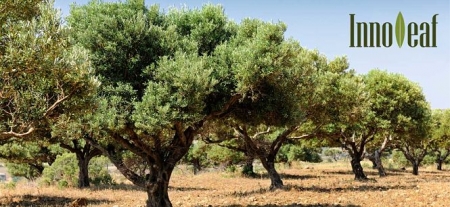 Finaliza Innoleaf (EEZ-CSIC) Finaliza Innoleaf (EEZ-CSIC)