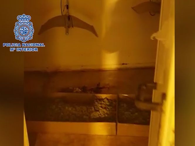 Cogollos intervenidos (POLICÍA NACIONAL) 