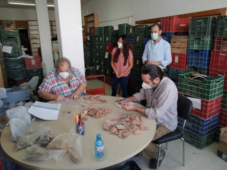 Clasificación y catalogación de los restos arqueológicos (AYTO. ALMUÑECAR) 