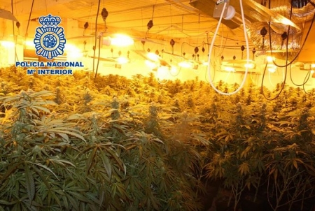 Uno de los cultivos desmantelados (POLICÍA NACIONAL) 