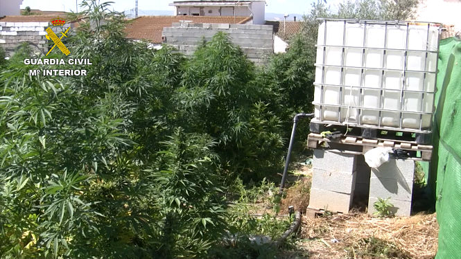 Una de las parcelas donde se ha encontrado una plantación (GUARDIA CIVIL) 