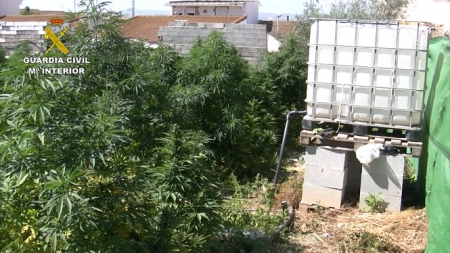 Una de las parcelas donde se ha encontrado una plantación (GUARDIA CIVIL) 