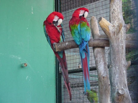 Guacamayos del Parque Ornitológico `Loro Sexi` (AYTO. ALMUÑECAR) 